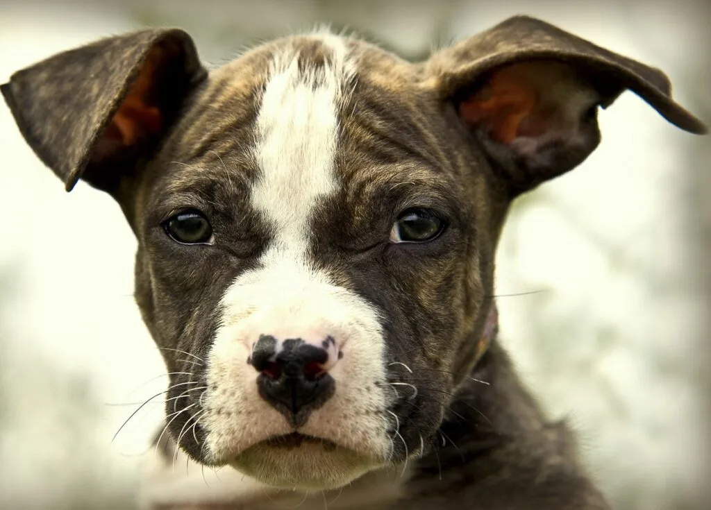 Depressief-en-een-hond