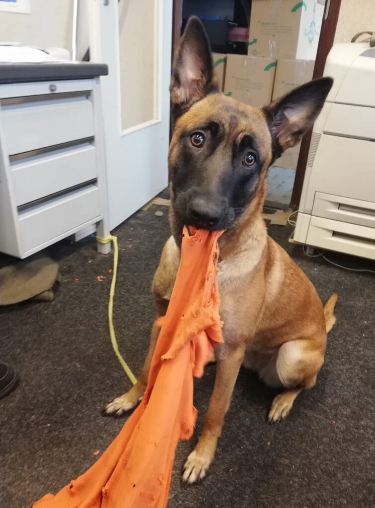Mijn-hond-luistert-niet-
