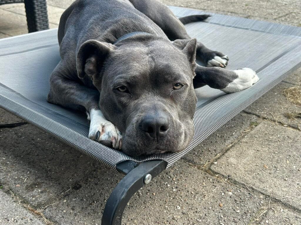 mentale-training-voor-honden-