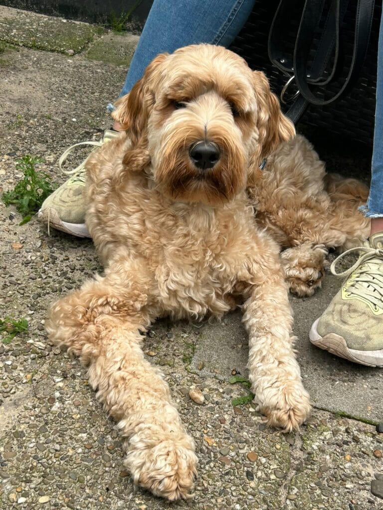 Labradoodle-gedragsproblemen-hondencoach