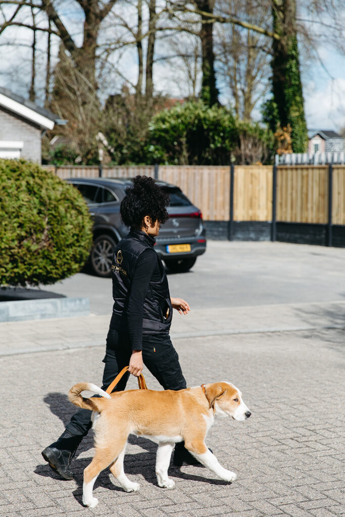 Puppy trekt aan de lijn
