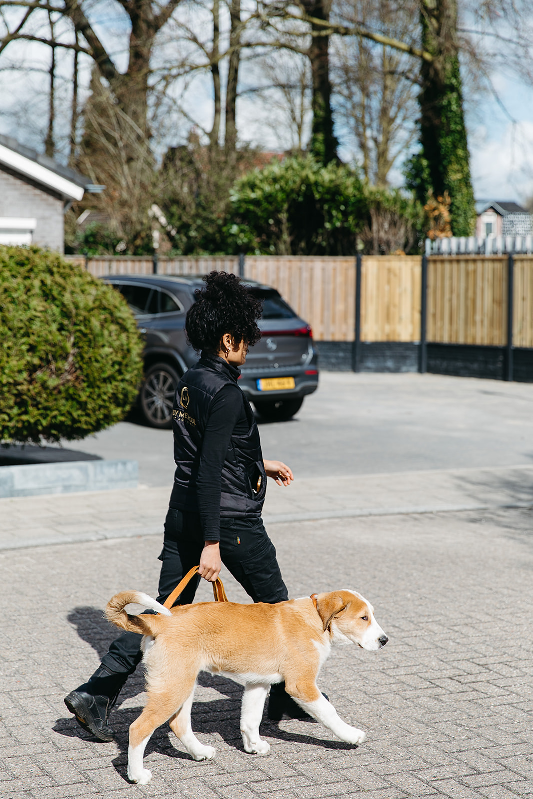 Puppy trekt aan de lijn
