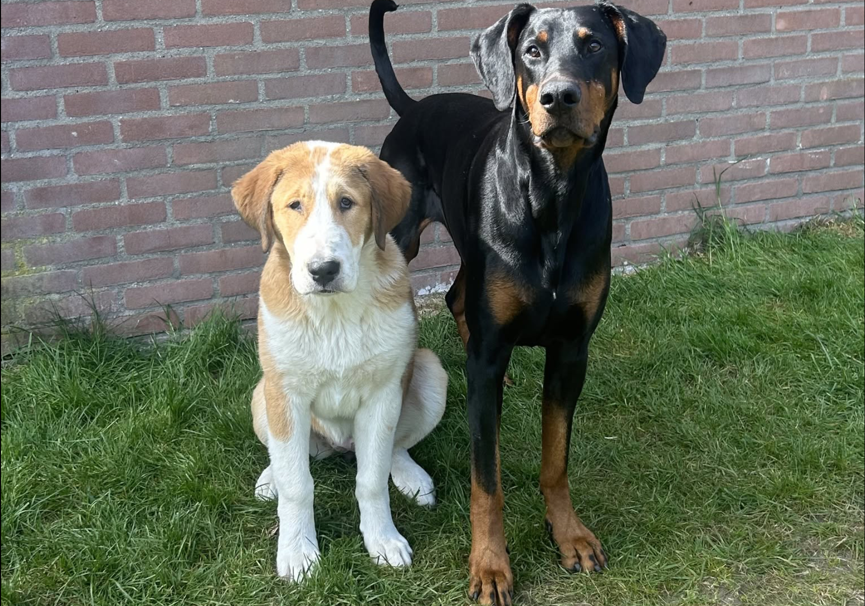 Hondengedrag en pijn