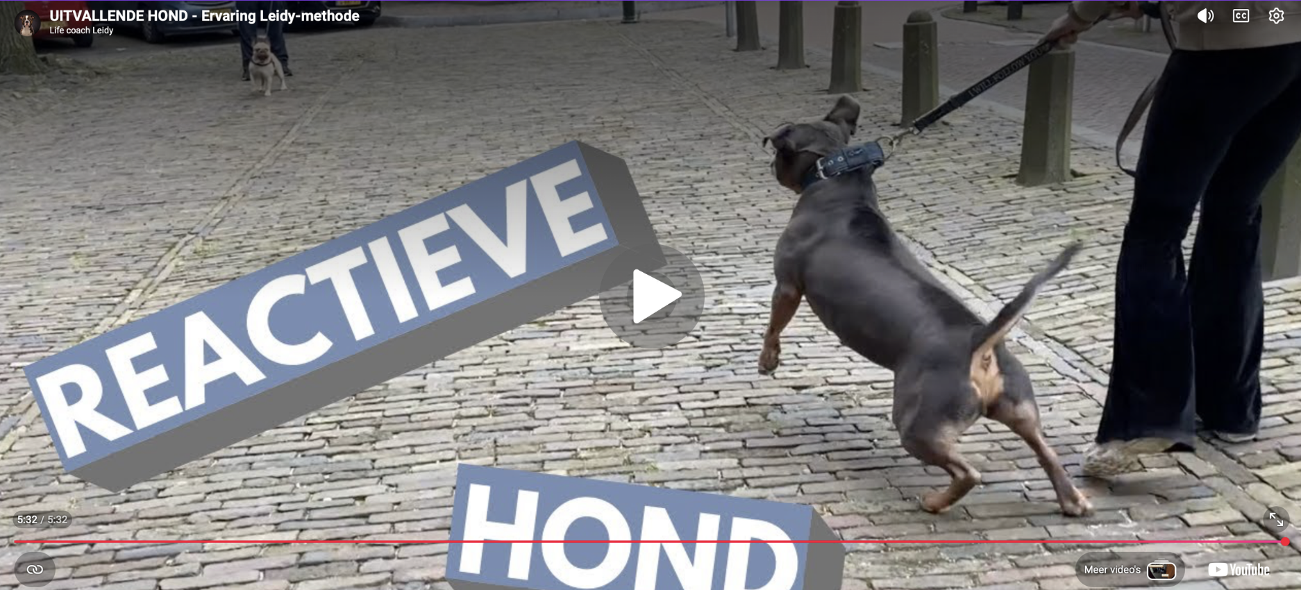 reactieve-hond