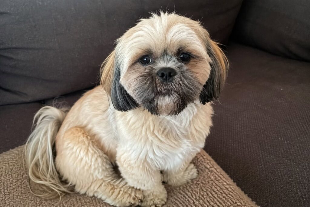kleine-hond-opvoeden