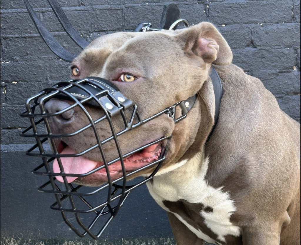 muilkorf-hond.jpg