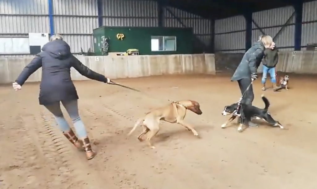 reactieve-hond