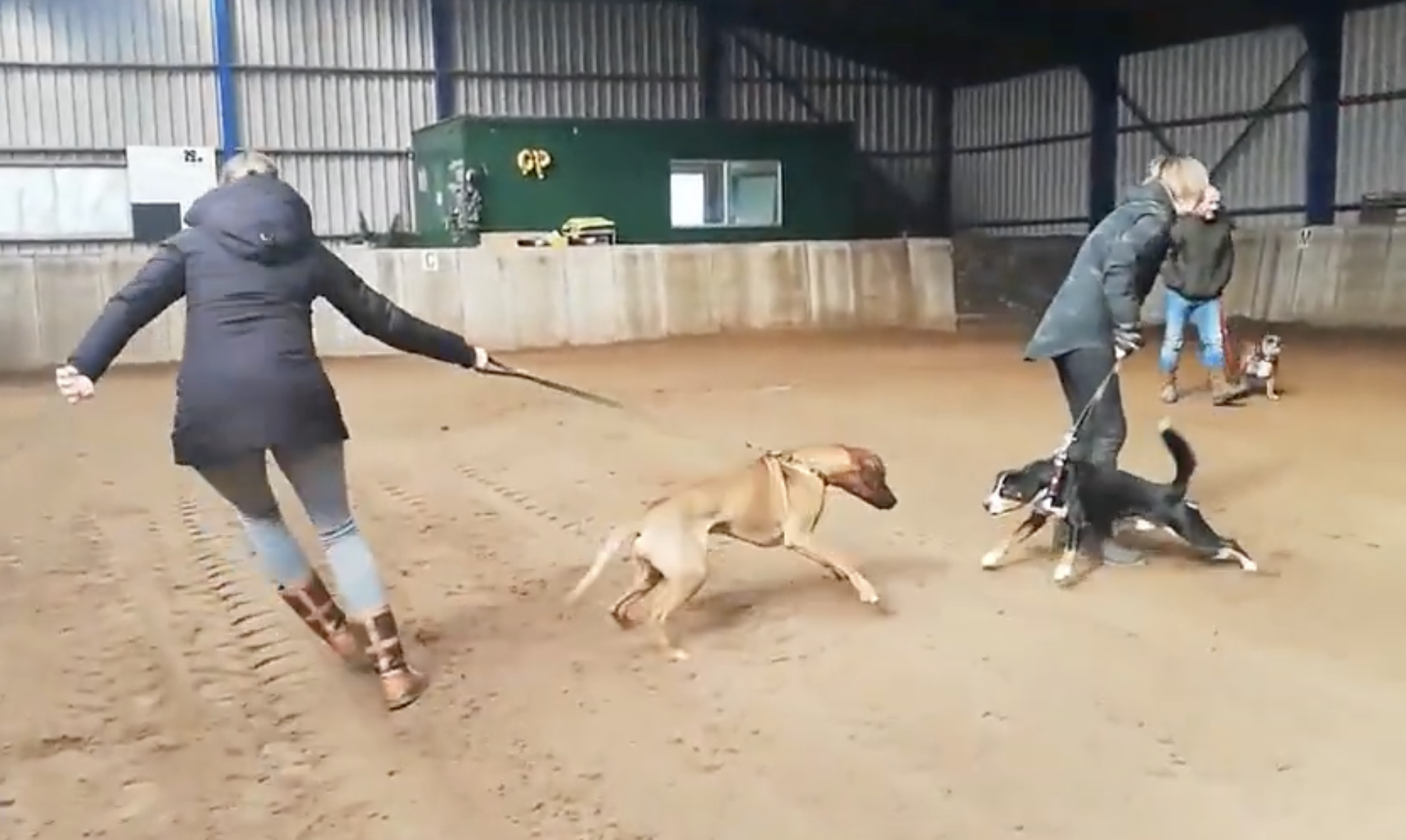 reactieve-hond