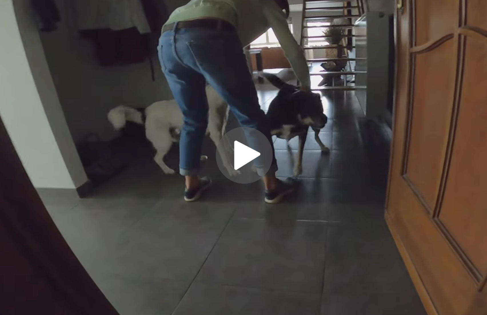 Buitenlandse-hond
