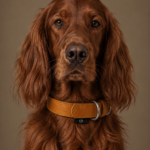 Irish Setter met leren halsband voor middelgrote honden - Leidy Methode
