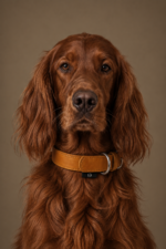 Irish Setter met leren halsband voor middelgrote honden - Leidy Methode