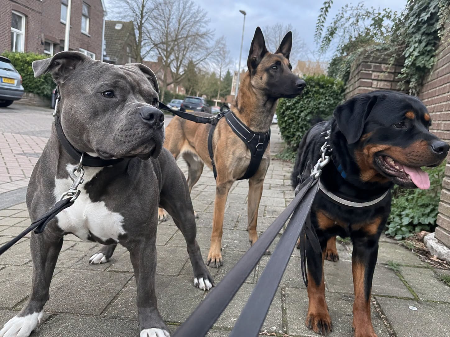 Drie aangelijnde honden tijdens een wandeling op straat